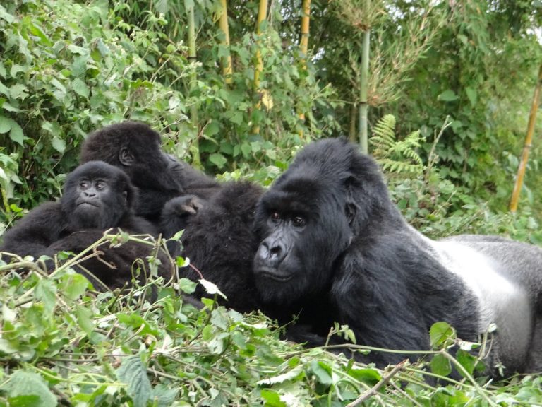 Best Reasons Why Uganda Safari for Gorillas Is a Real Deal