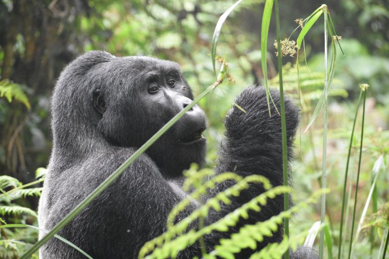 Gorilla trekking safaris in Uganda, Rwanda and D.R. Congo