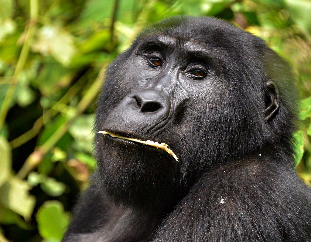 Chimpanzee trekking in Nyungwe forest National Park