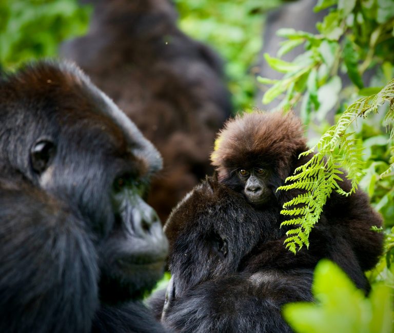 7 Days All-Round Rwanda Safari